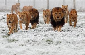 all lions